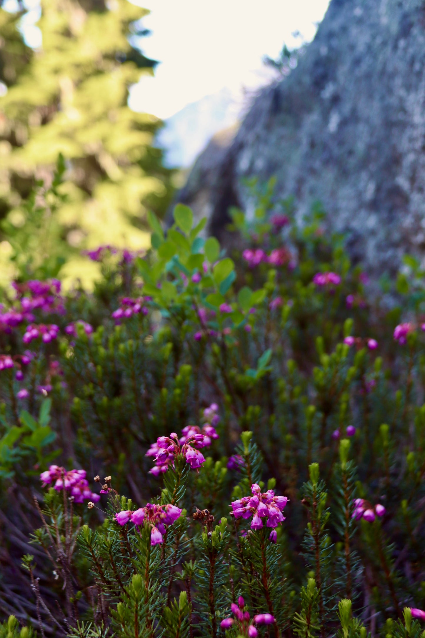 Mountain Heather Necklace & Andalusite